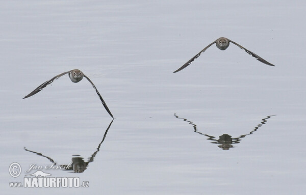 Common Sandpiper (Actitis hypoleucos)