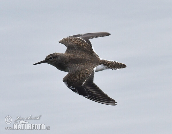 Common Sandpiper (Actitis hypoleucos)