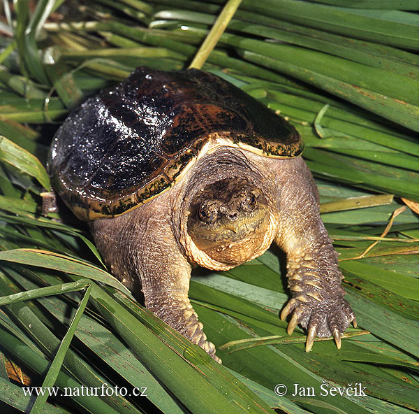 Common Snapping Turtle (Chelydra serpentina)