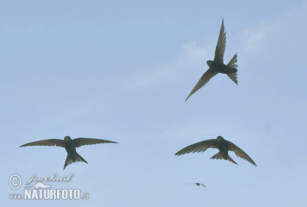 Common Swift (Apus apus)