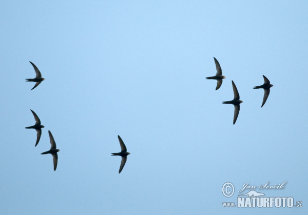 Common Swift (Apus apus)