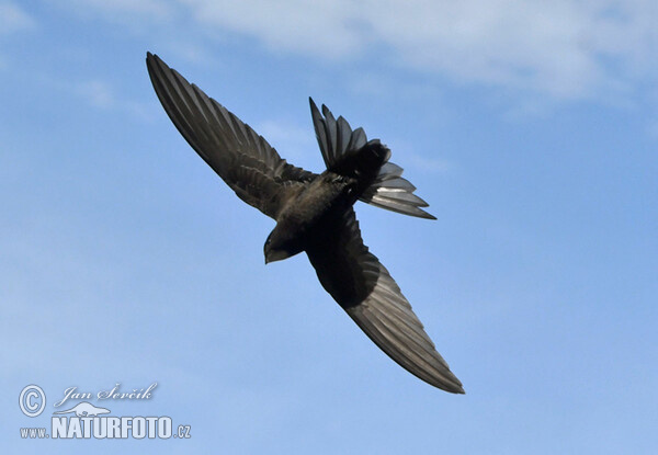 Common Swift (Apus apus)