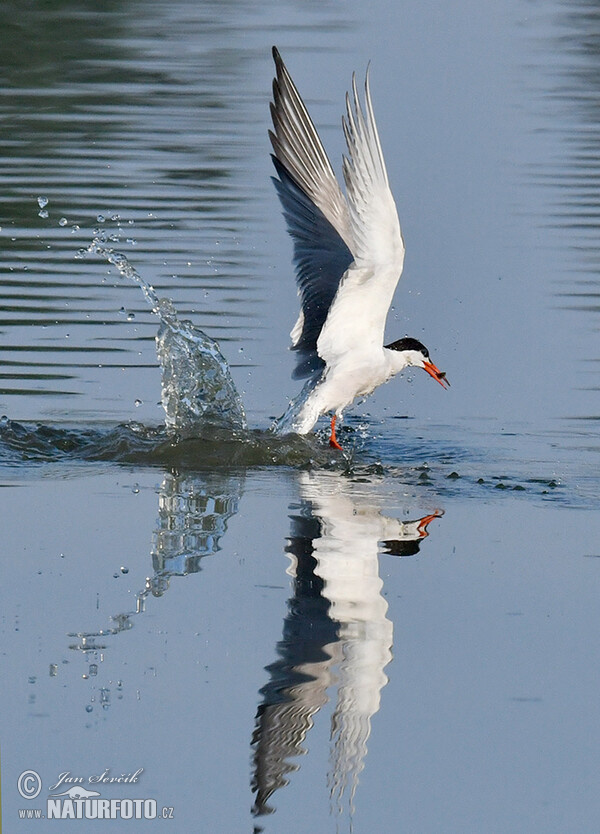 Common Tern (Sterna hirundo)