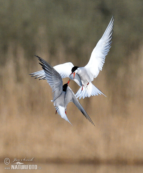 Common Tern (Sterna hirundo)