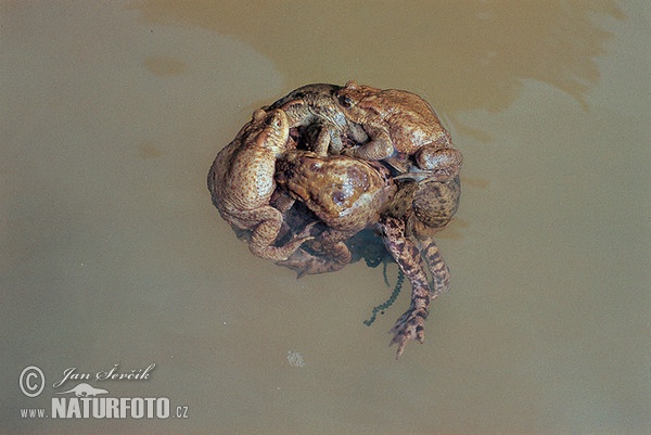 Common Toad (Bufo bufo)