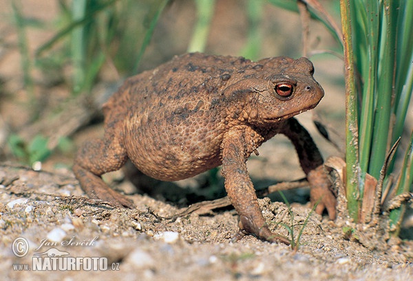 Common Toad (Bufo bufo)