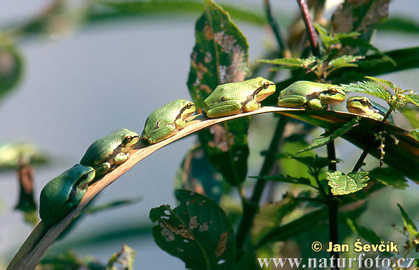 Common Tree Frog (Hyla arborea)