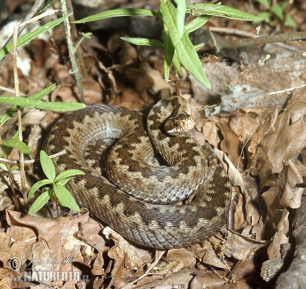 Common Viper (Vipera berus)