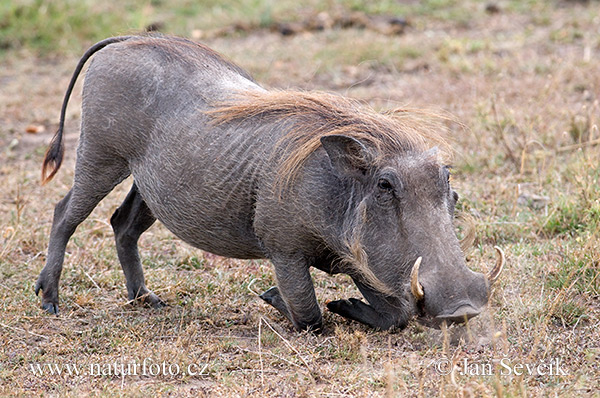 Common Warthog (Phacochoerus africanus)
