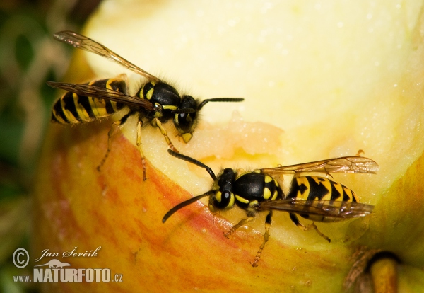 Common wasp (Vespula vulgaris)