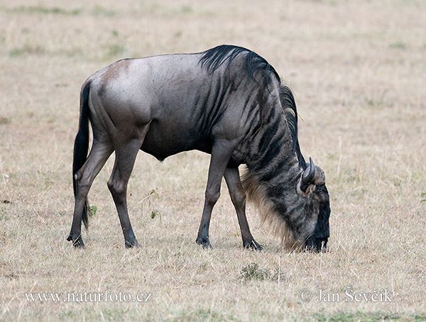 Connochaetes taurinus