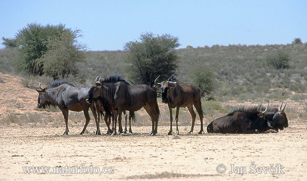 Connochaetes taurinus taurinus