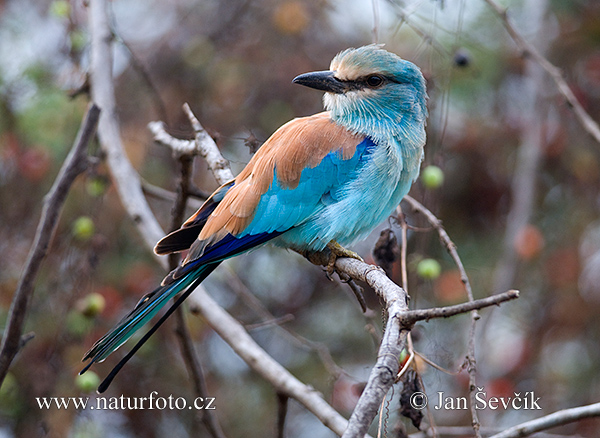 Coracias abyssinica