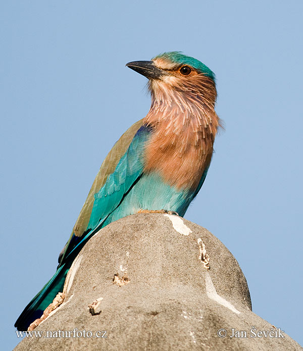 Coracias benghalensis