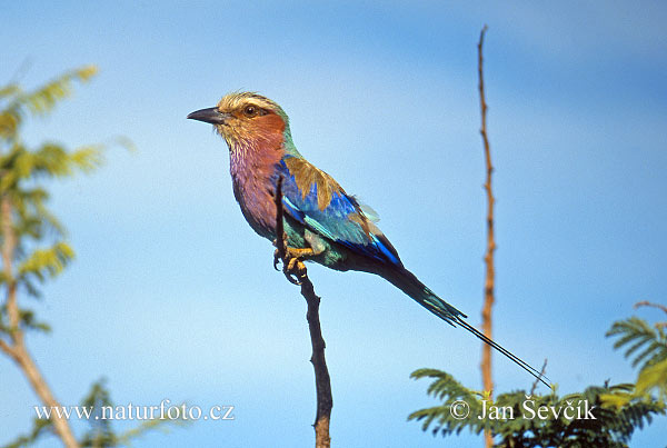 Coracias caudata