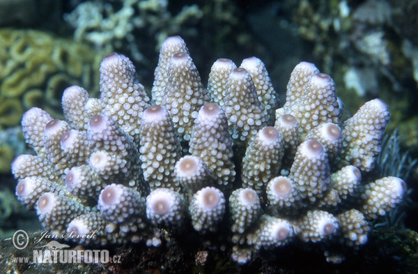 Coral (Acropora humilis)