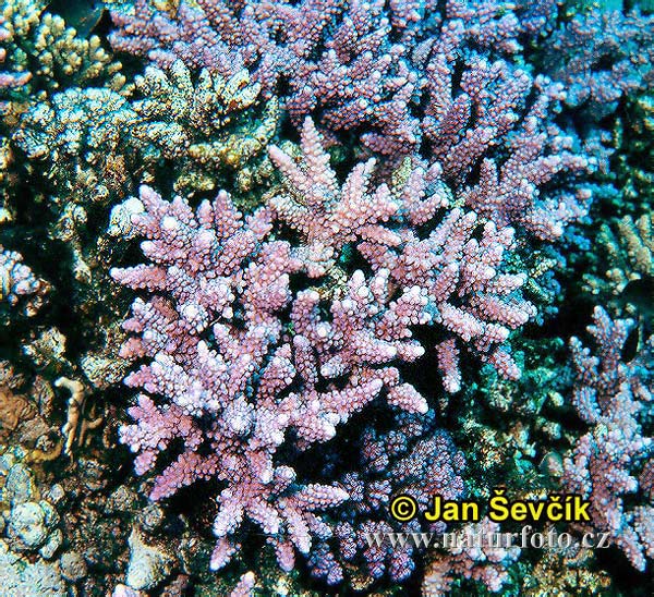 Coral (Acropora squarrosa)