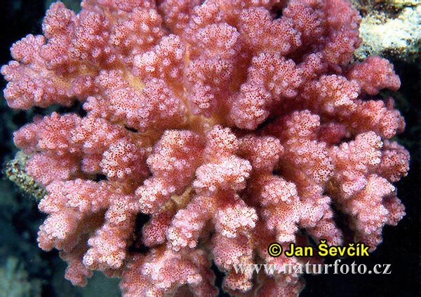 Coral (Pocillopora verrucosa)