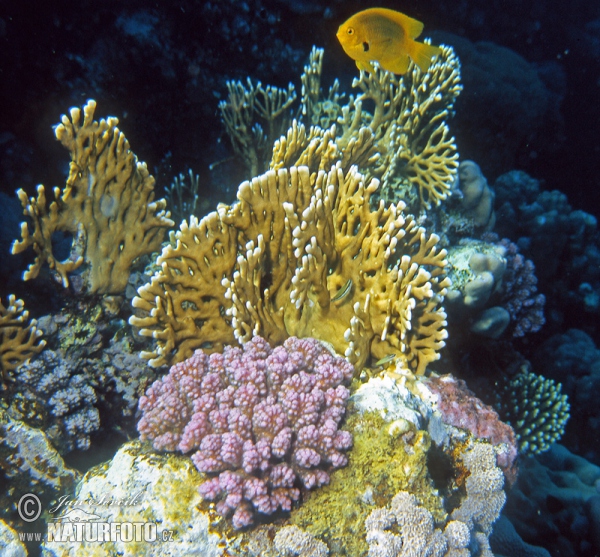 Coral Reef (Coral)