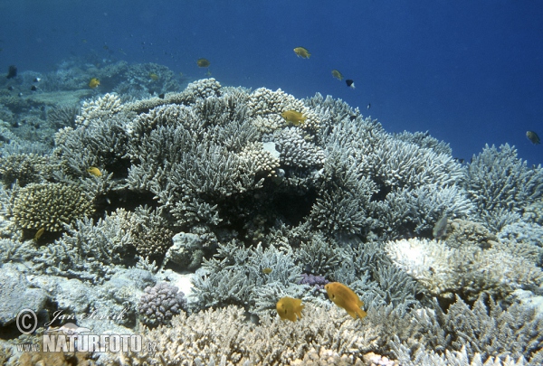 Coral Reef (Coral)