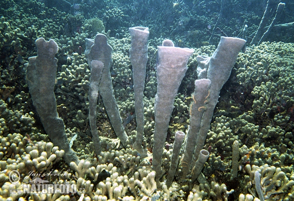 Coral Reef (Coral)