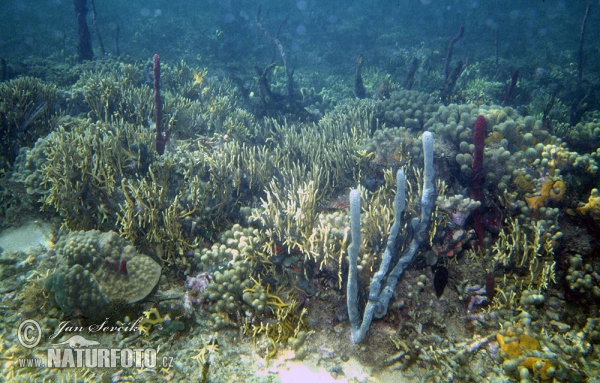 Coral Reef (Coral)