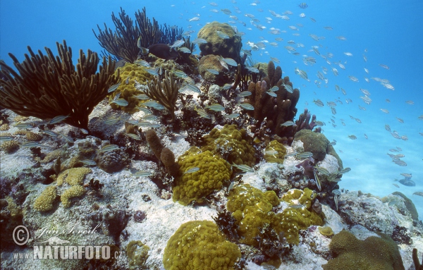 Coral Reef (Coral)