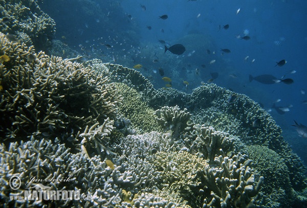 Coral Reef (Coral)