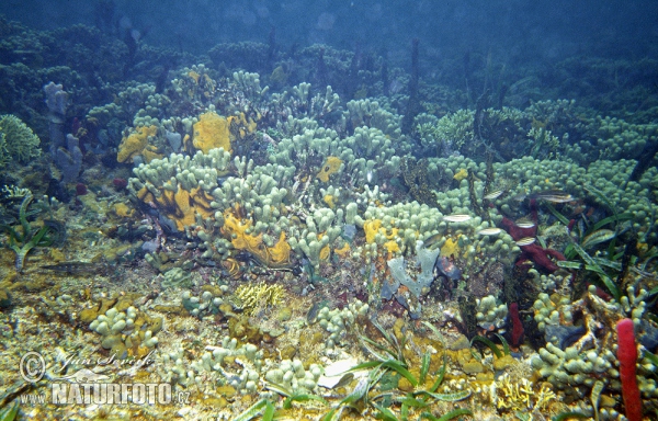 corales marinos