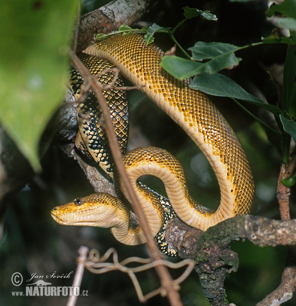 Corallus ruschenbergerii