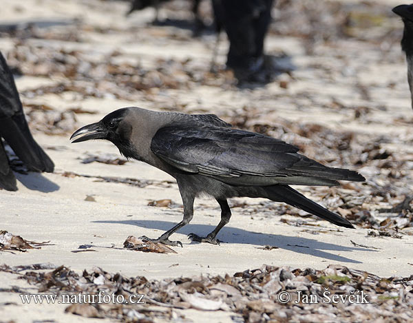 Corbeau familier