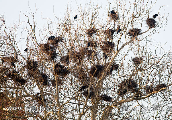 Corbeau freux