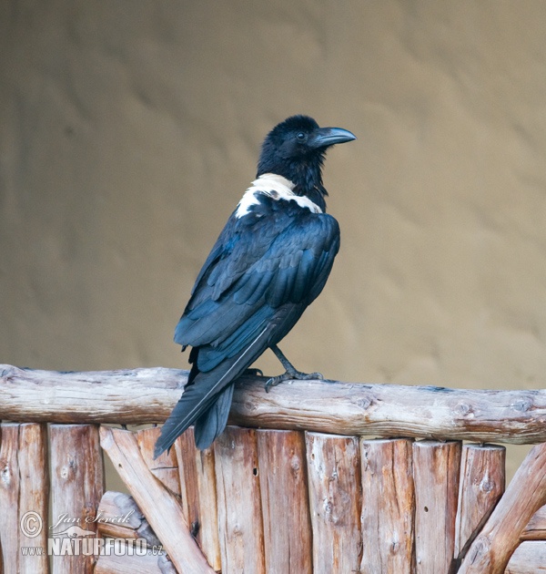 Corbeau pie