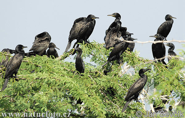 Cormoran à cou brun