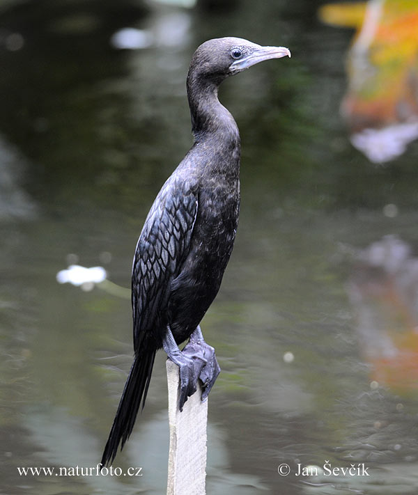 Cormorán enano