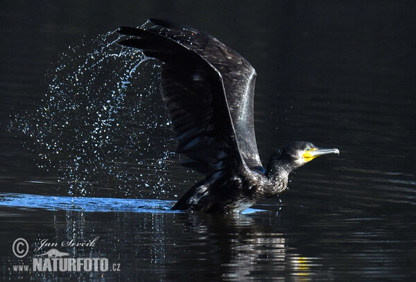 Cormorán grande