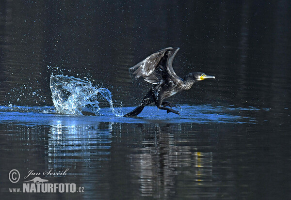 Cormorán grande