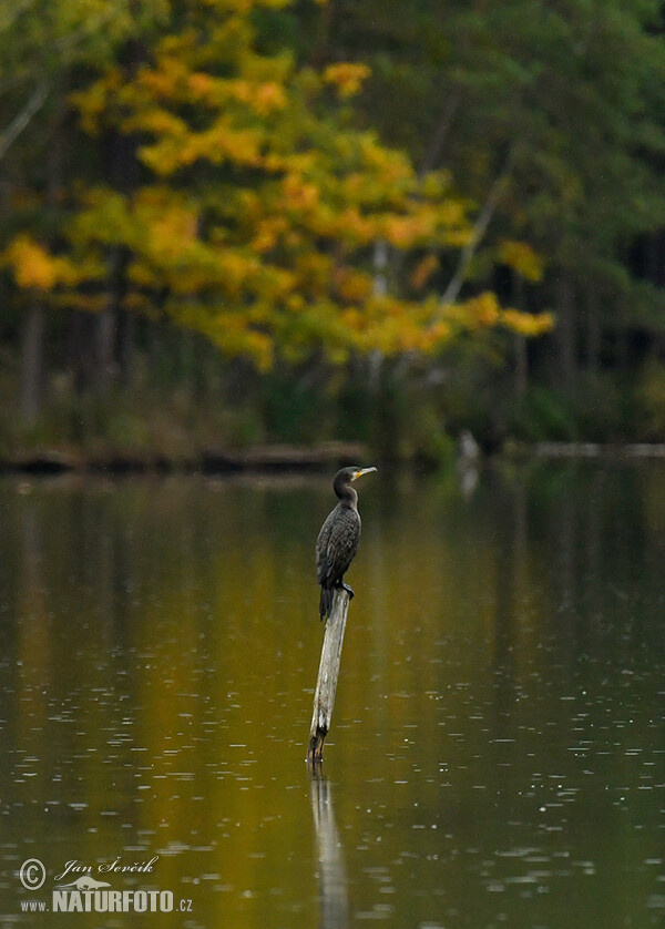 Cormorán grande