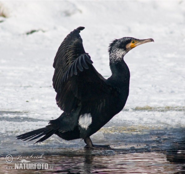 Cormorán grande