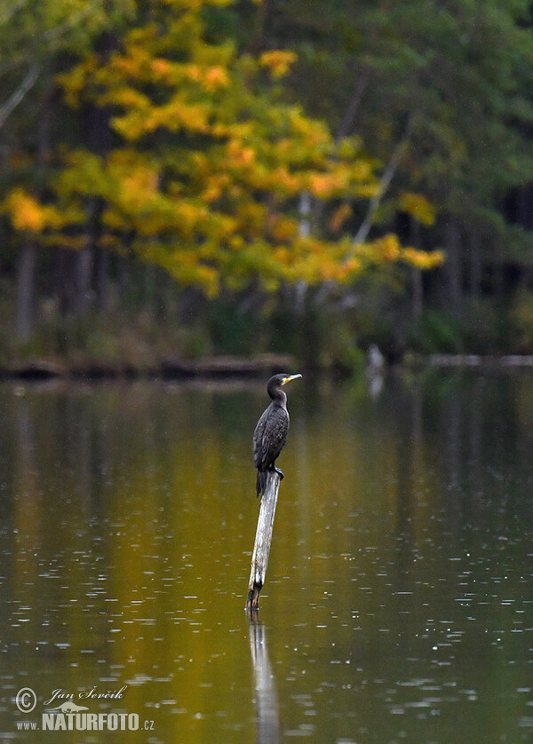 Cormorán grande