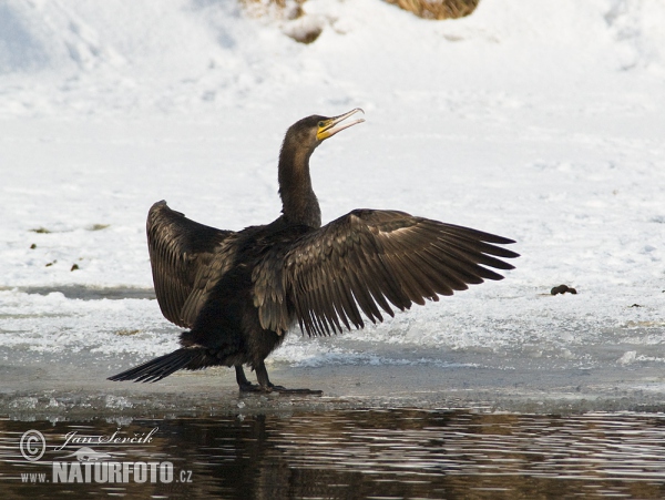 Cormorán grande