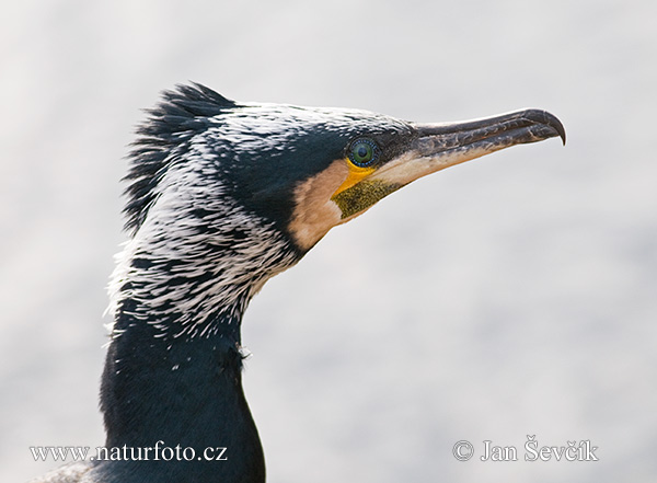 Cormorán grande