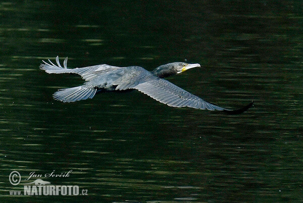 Cormorán grande