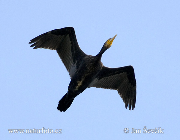 Cormorán grande