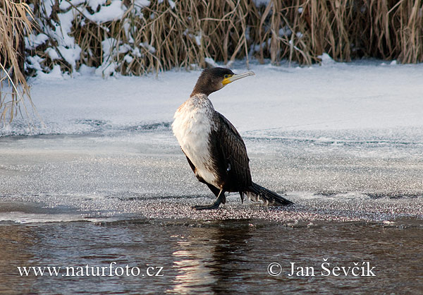 Cormorán grande