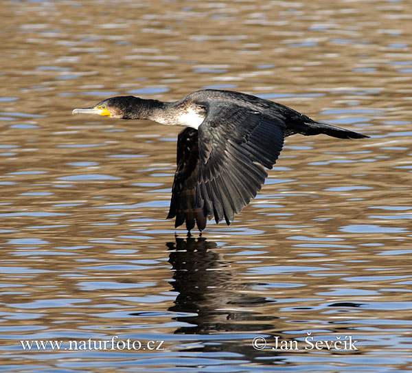 Cormorán grande