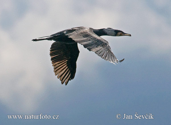 Cormorán grande