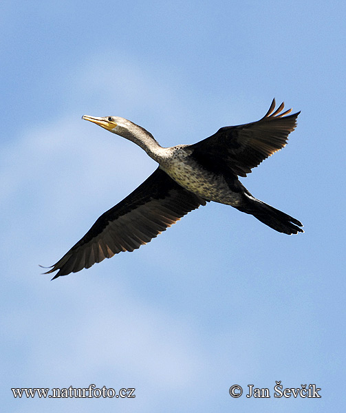 Cormorán neotropical