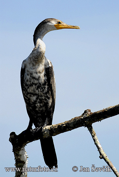 Cormoran vigua