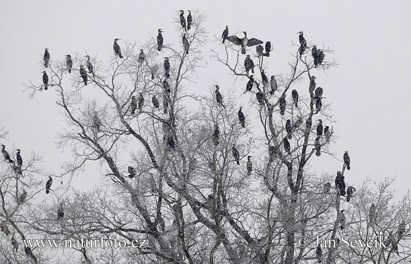 Cormorano comune